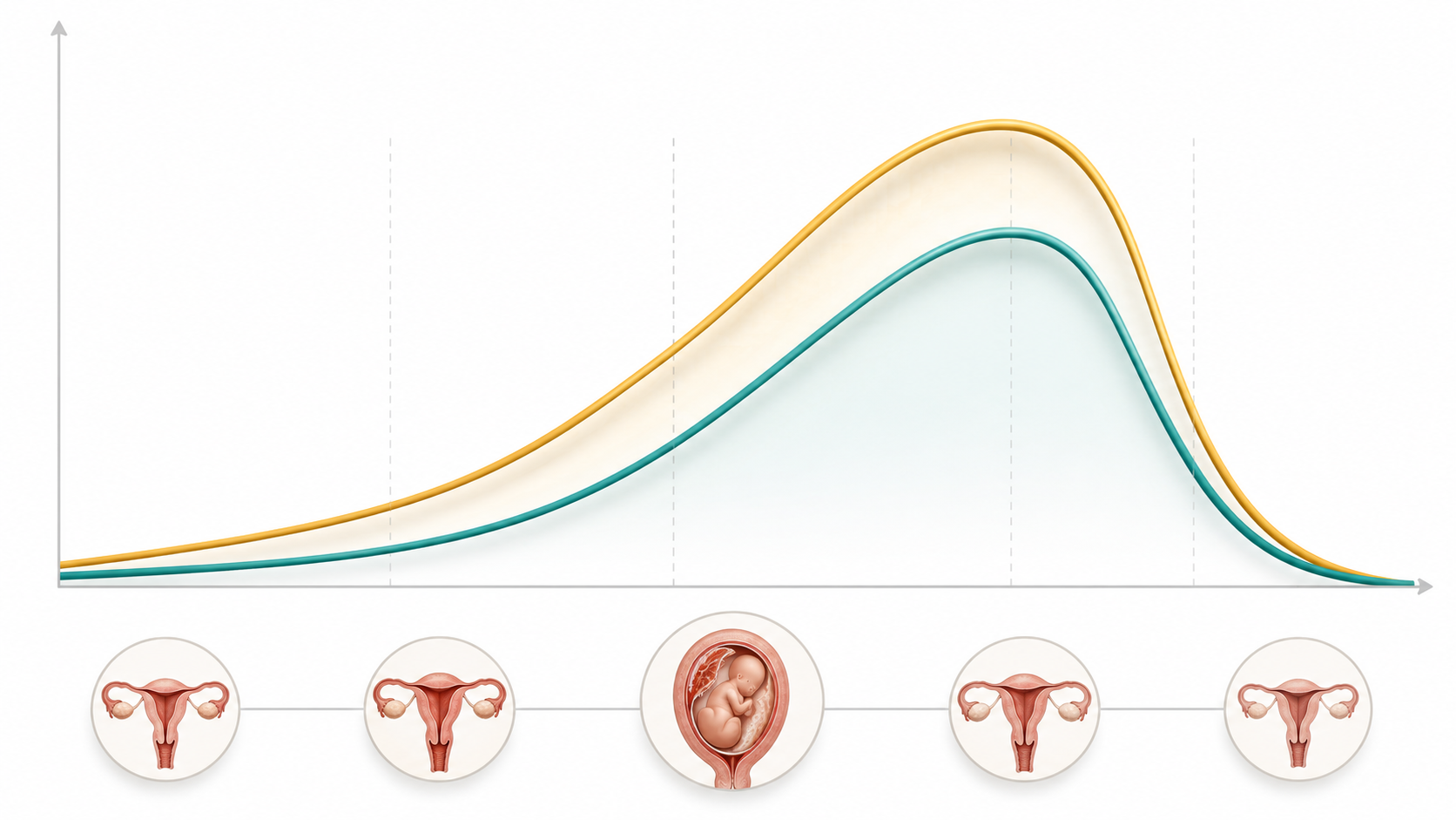  Biểu đồ m&ocirc; phỏng sự thay đổi nồng độ estrogen v&agrave; progesterone trong thai kỳ v&agrave; sau sinh g&acirc;y mụn nội tiết 